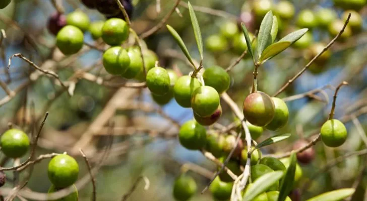 15 įdomių faktų apie alyvuogių aliejų, kurie jus nustebins